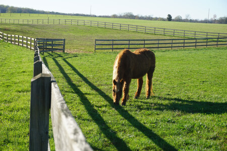Horse grazing in pasture